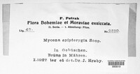 Mycena epipterygia image